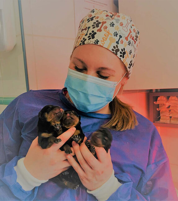 Veterinarian for Companion Animals