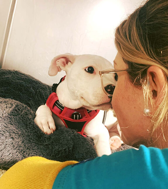 Veterinary services dog